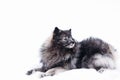 Keeshond dog lying in the snow in the winter Royalty Free Stock Photo