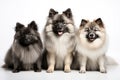 Keeshond Family Foursome Dogs Sitting On A White Background
