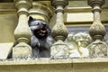 Keeshond is a medium-sized dog with a plush, two-layer coat Royalty Free Stock Photo