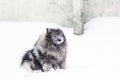 Keeshond with the muzzle in the snow Royalty Free Stock Photo