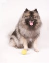 Keeshond posing with tennis ball