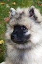 Keeshond Puppy