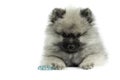 Keeshond Puppy