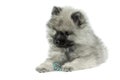 Keeshond Puppy