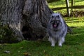 Keeshondis - medium-sized dog Royalty Free Stock Photo