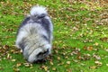 Keeshondis - medium-sized dog Royalty Free Stock Photo