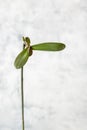 Keiki phalaenopsis orchid closeup, offspring growing on a stem, vertical format Royalty Free Stock Photo