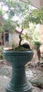 keindahan tanaman bonsai khas negara indonesia