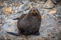 A Kekeno Fur Seal at the Kaikoura Seal Colony in New Zealand Royalty Free Stock Photo