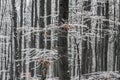Kekesteto, Hungary - Snowy forest of Matra mountain during snowing