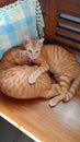 KEKET AND HIS BIG BROTHER cat catlovers cutiecat funnycat kittens littlecheetah
