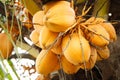 Kelapa gading kuning or yellow coconut tree Royalty Free Stock Photo