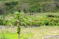 Kelimutu - Papaya tree with rippening fruits on it Royalty Free Stock Photo