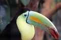 Kell-billed Toucan