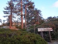 Keller Peak Road Pine Trees at Dusk