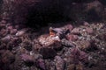 Kellet`s Whelk laying Eggs