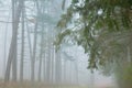 Kellogg Forest in Fog Royalty Free Stock Photo