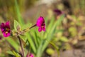 Kellogg's monkeyflower (Mimulus kelloggii) blooming on the meadows of North Table Mountain Ecological Reserve, Oroville,