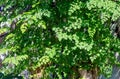 Kelor or Drumstick tree Moringa oleifera green leaves selected focus Royalty Free Stock Photo