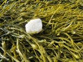 Kelp Royalty Free Stock Photo