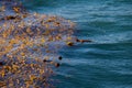 Kelp algae in pacific ocean