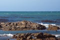Kelp off a rocky coastline in Kleinbaai Royalty Free Stock Photo