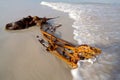 Kelp on the beach, South Africa Royalty Free Stock Photo