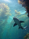 Shark in kelp bed aquarium Royalty Free Stock Photo