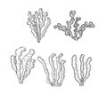 Kelp, Brown algae vector illustration. Isolated drawing on white background. Superfood object. Organic healthy food