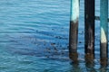 Kelp clings to the pier structure Royalty Free Stock Photo