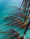 Kelp clings to the pier structure Royalty Free Stock Photo