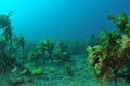 Kelp Country With Juvenile Fish