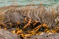 Kelp floating in sea