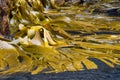 Kelp plants on The Snares, Subantarctic New Zealand