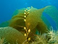 Kelp Royalty Free Stock Photo