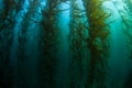 Kelp Forest in California Royalty Free Stock Photo