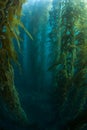 Kelp Forest in California Royalty Free Stock Photo