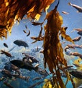 kelp forest and fish Royalty Free Stock Photo