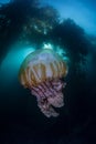 Kelp Forest and Jellyfish Royalty Free Stock Photo