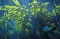Kelp forest, Monterey Bay Aquarium, Monterey, CA Royalty Free Stock Photo