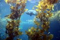 Kelp forest