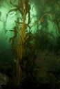 Kelp Forest Portrait Royalty Free Stock Photo