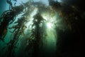 Kelp Forest, Shadows and Sunlight Royalty Free Stock Photo