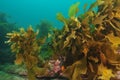 Kelp forest