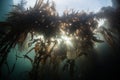 Kelp Forest and Sunlight Royalty Free Stock Photo