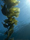 Kelp Frond