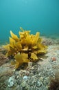 Kelp frond on bottom