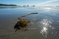 Kelp frond on Shi Shi Beach and seashore in Olympic National Park, Washington. Royalty Free Stock Photo