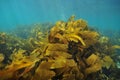 Kelp fronds moving with water