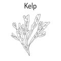 Kelp Fucus vesiculosus , seaweed Royalty Free Stock Photo